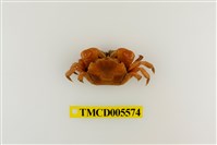 藏品(絨毛折顎蟹)的圖片